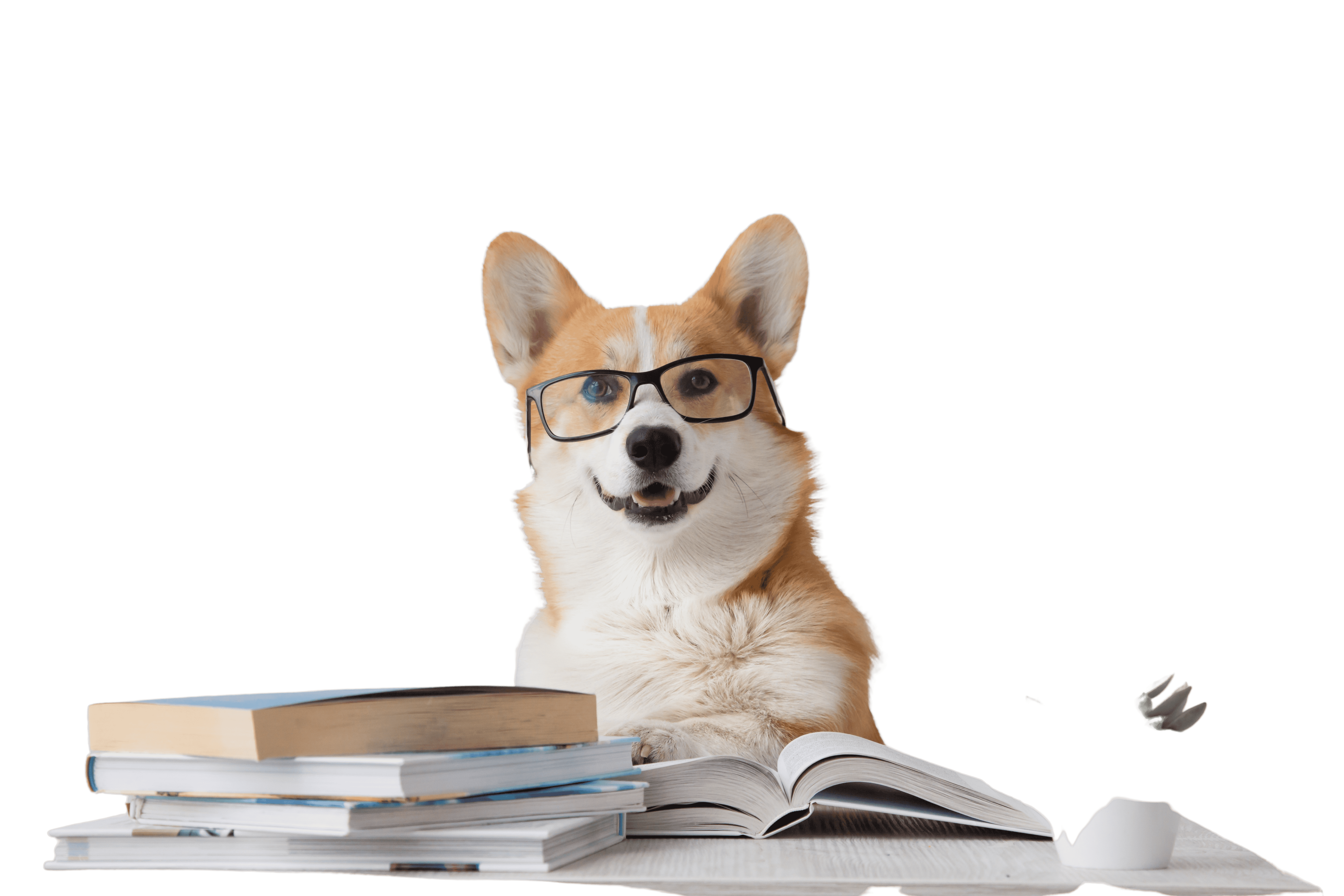 Studerende hund