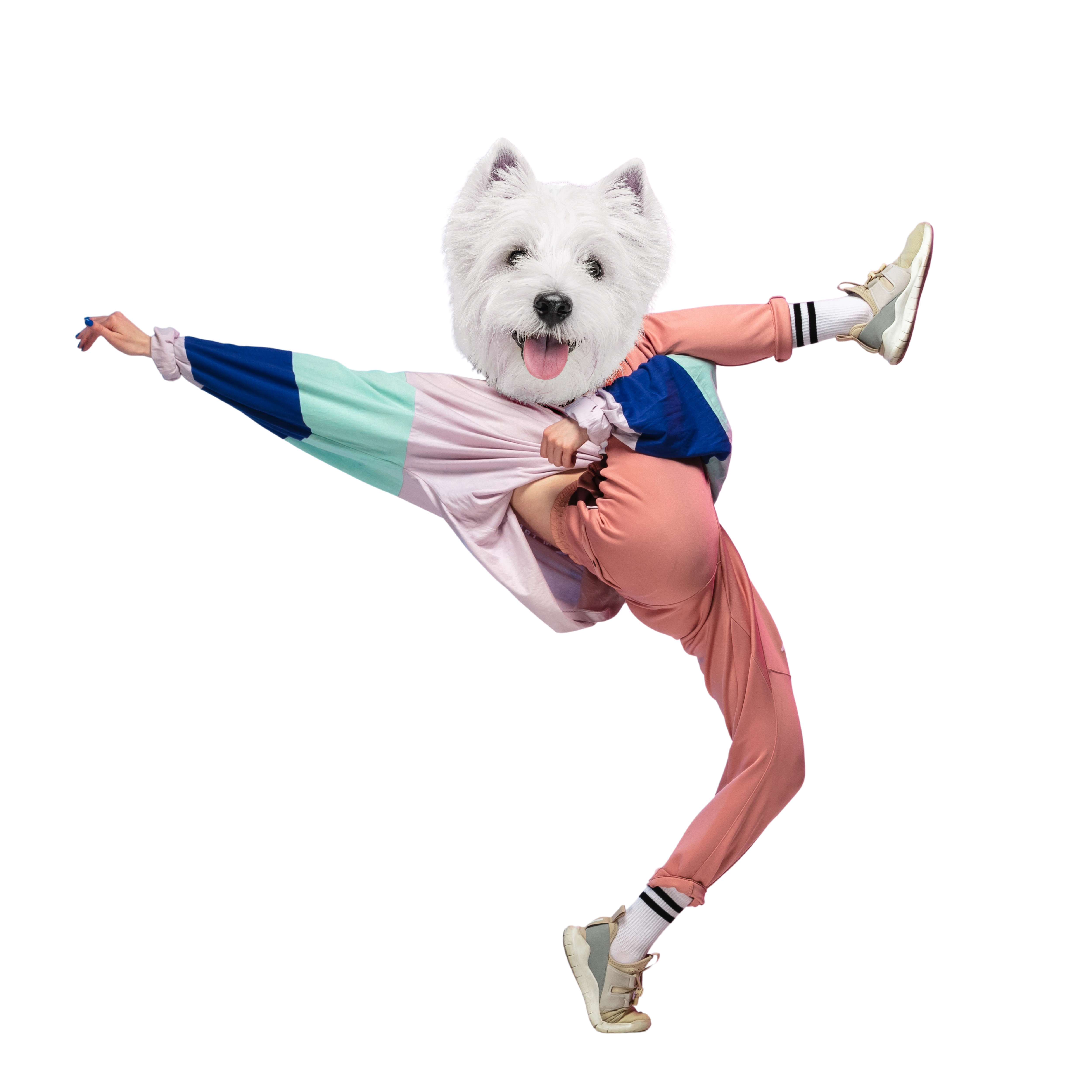 Dansende hund